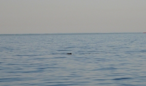 Porpoise.