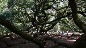 Angel Oak & Charleston SC