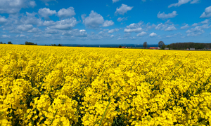 Rapeseed