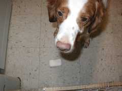 Hooper, brittany dog